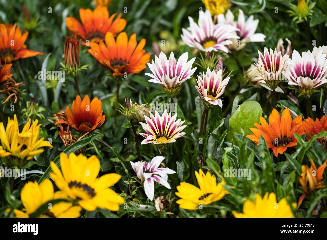 Gazanias che cresce in un letto di fiori in un giardino. Foto Stock