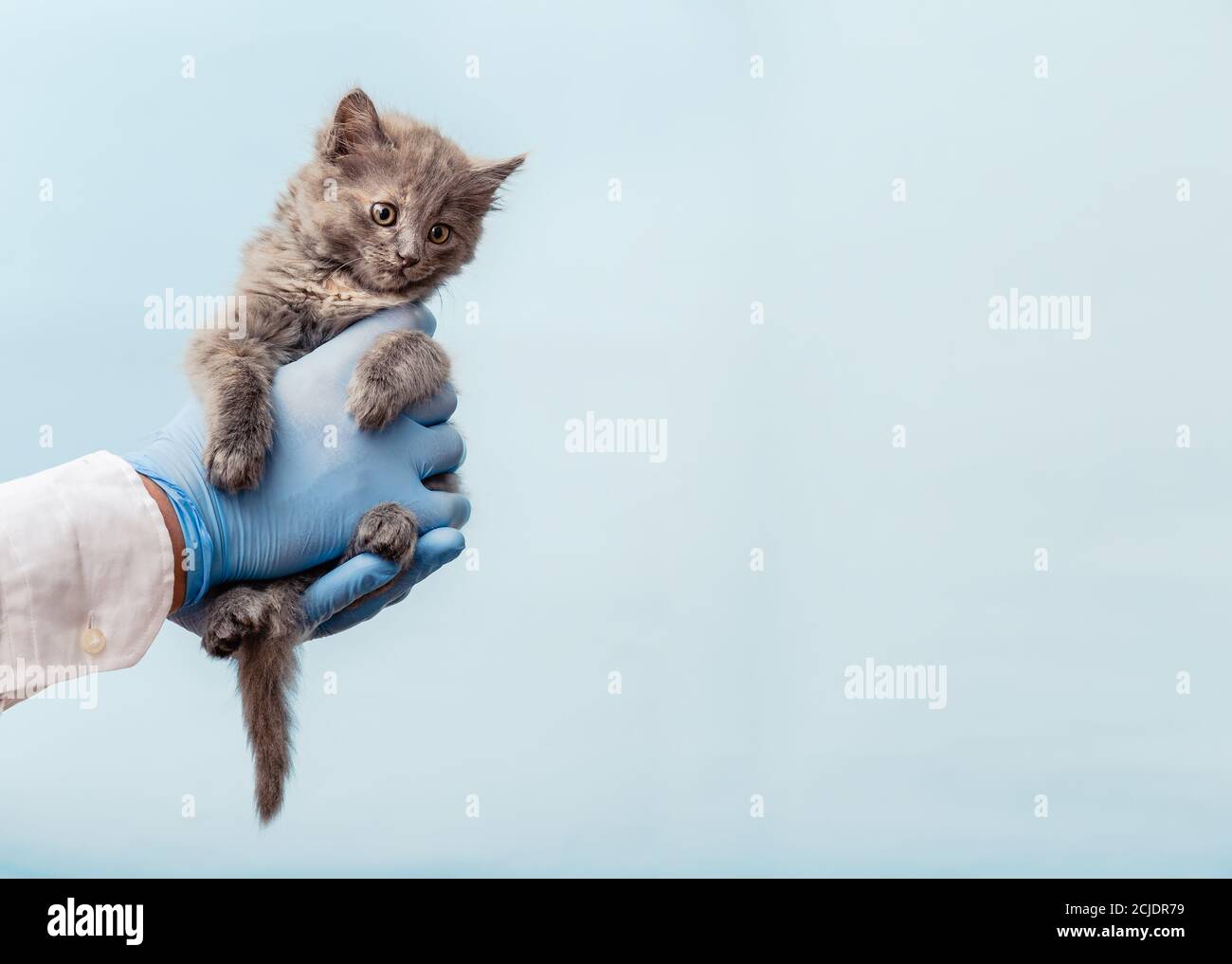 Esame del veterinario kitten. Gatto grigio in medico mani su sfondo blu colore. Kitten PET check up, la vaccinazione in veterinario animale clinica.Health Care Foto Stock