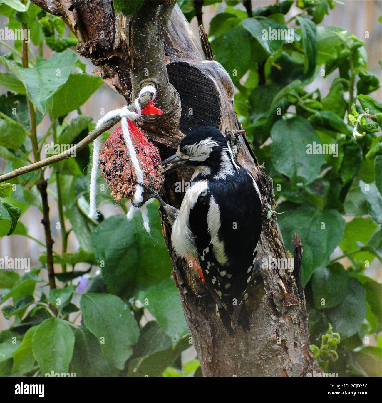 Picchio grande puntato - Dendrocopos maggiore pinetorum che mangia fuori un gnocchi di pancetta Foto Stock