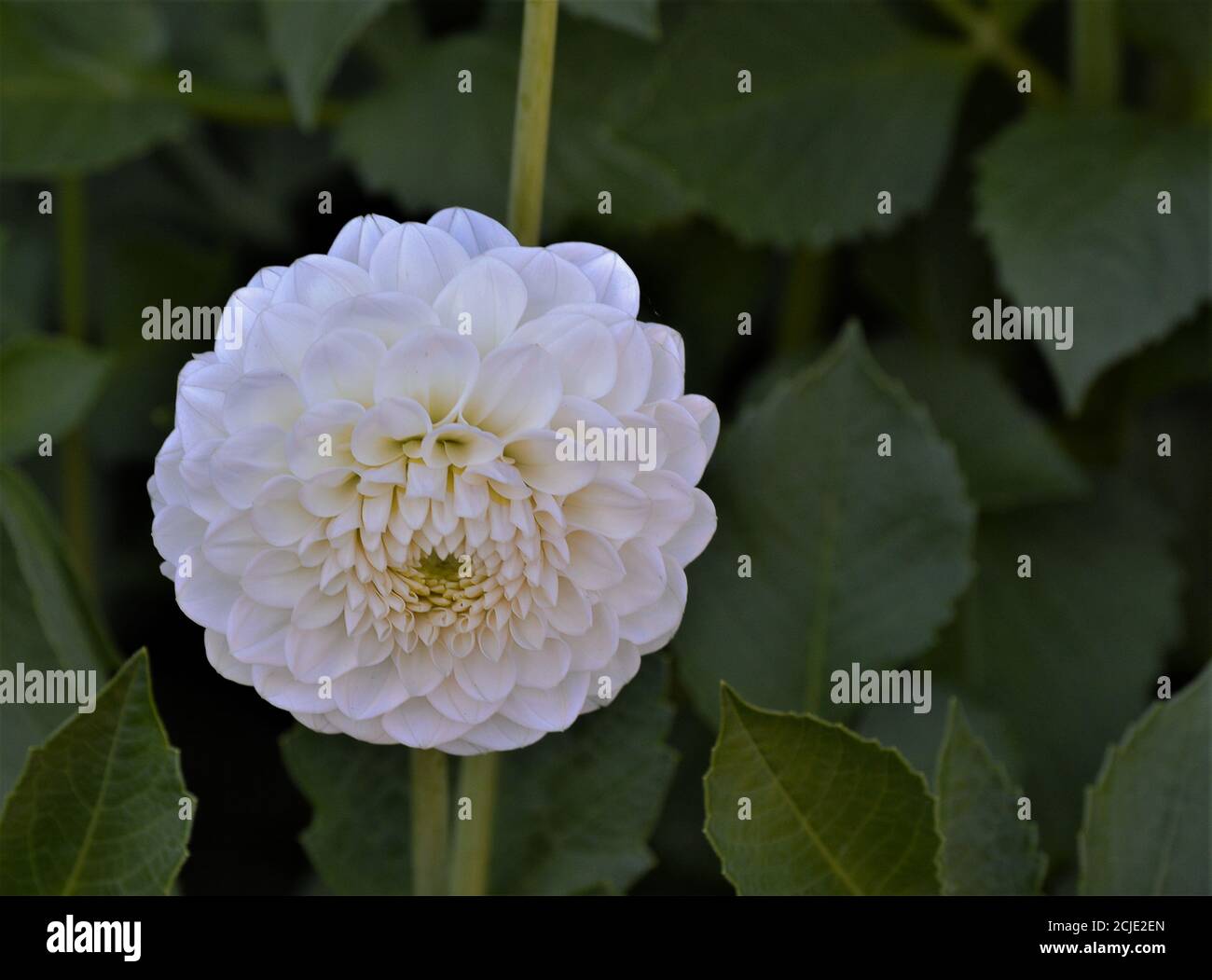 I fiori delle dahlias di pompom bianche e delle dahlias di sfera sono sferici e compatti. I petali formano un tubo perché sono arrotolati lungo lo Foto Stock