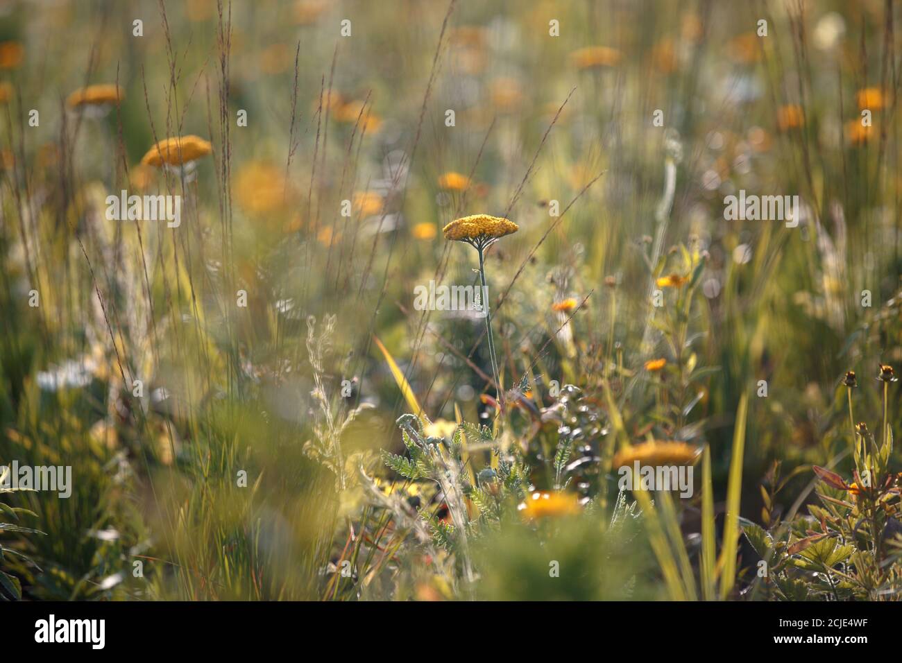 Campi gialli fiori d'autunno in un prato tra l'erba alla luce del sole Foto Stock