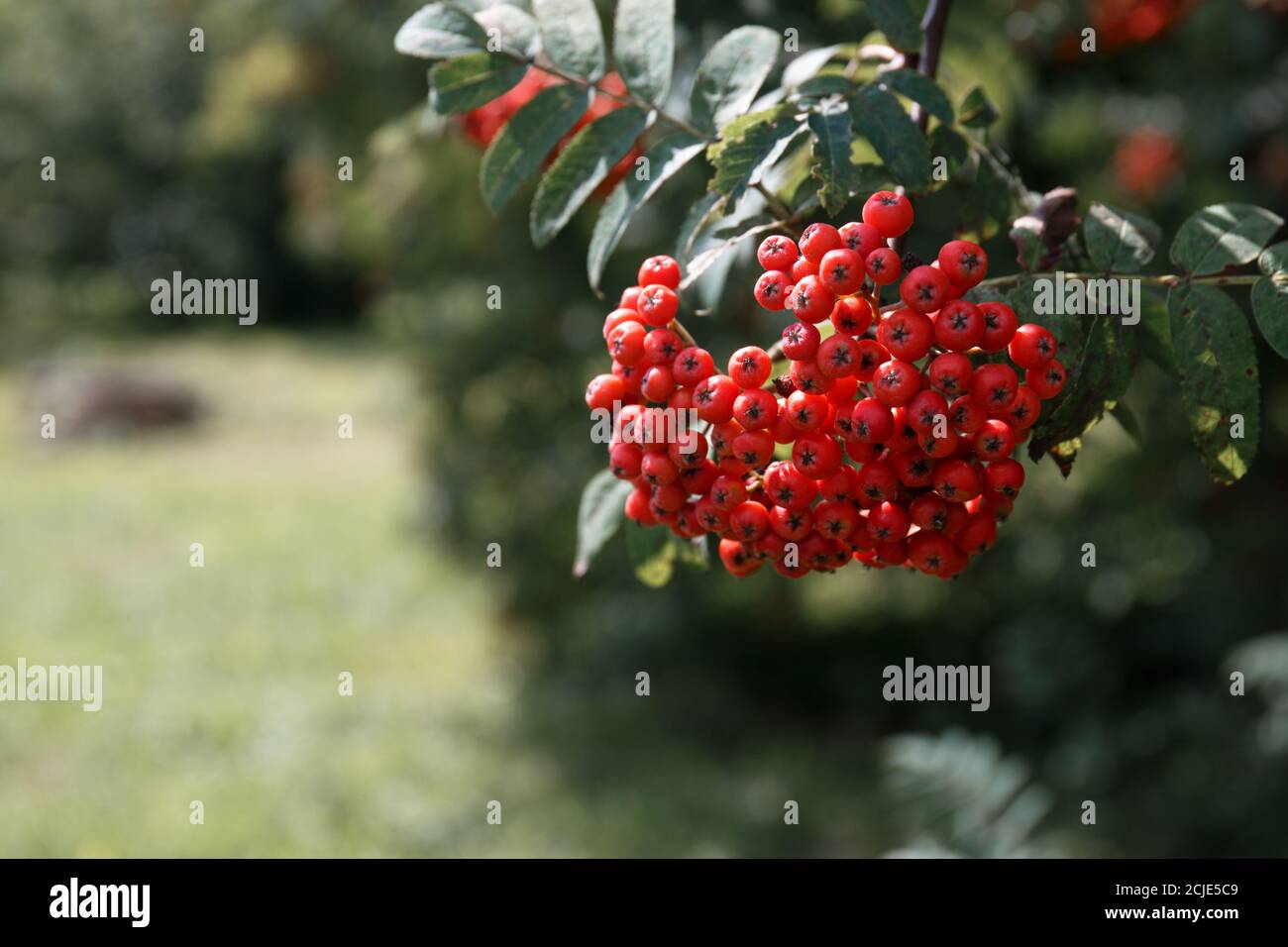 Un grande gruppo di frutti rossi di cenere di montagna su un diramazione con foglie verdi su sfondo naturale sfocato Foto Stock