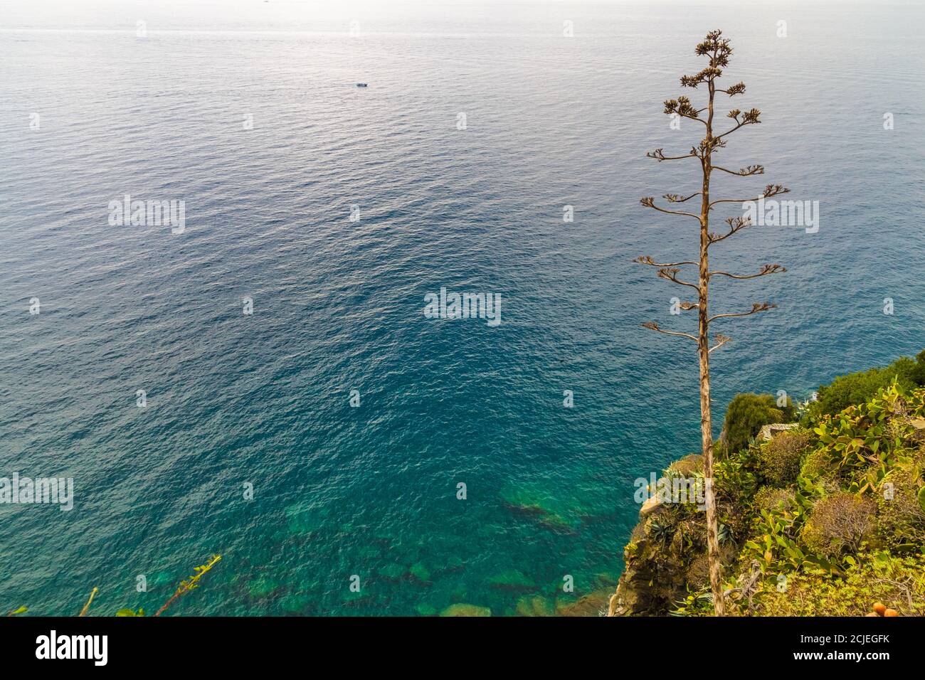 Splendida vista panoramica sul mare delle cinque Terre su una scogliera nel villaggio di Corniglia con un bel fiore alto dell'Agave sulla destra... Foto Stock