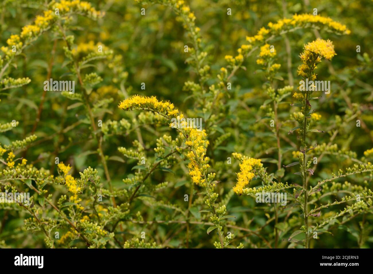 Solidago rugosa Fireworks gondole di fiori gialli Foto Stock