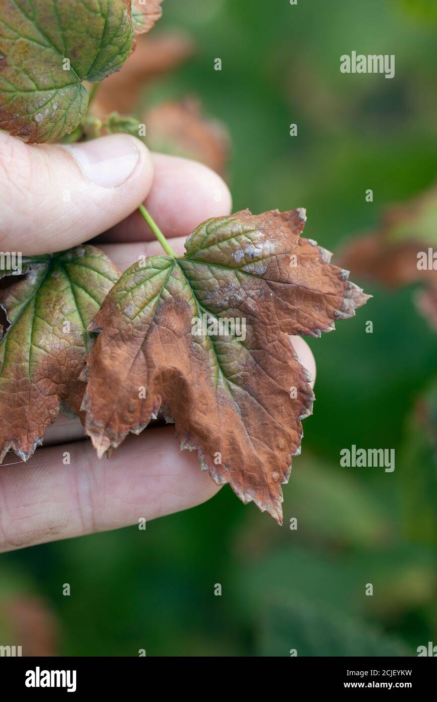 Foglie di ribes nero danneggiate dalla malattia fungina Fusarium o Verticillium wilt. Foto Stock
