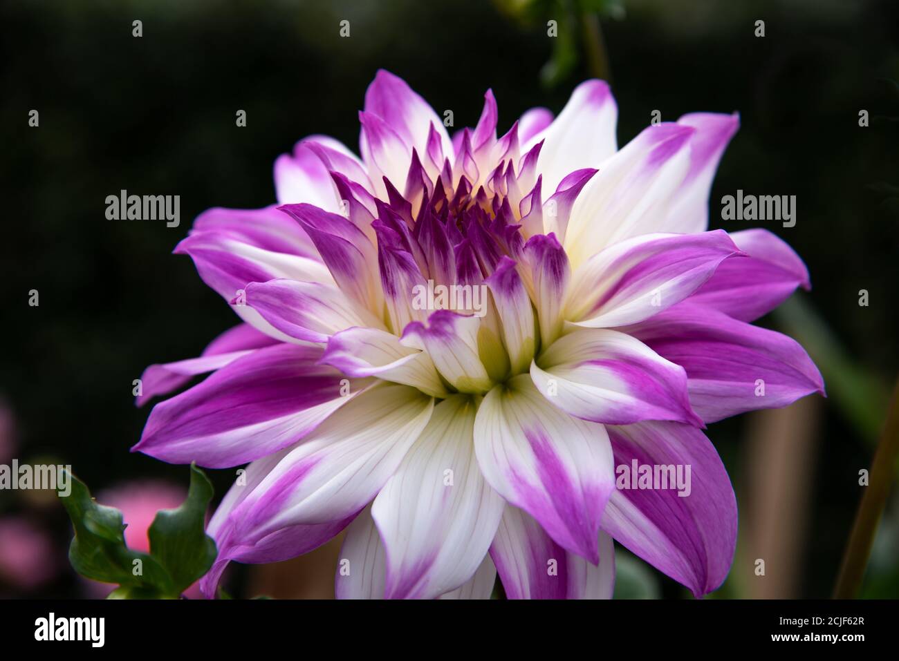Fiori graziosi Dahlia Ferncliff Illusion - fiori bianchi con punte di petalo delicatamente rosa, fioritura nel giardino Foto Stock
