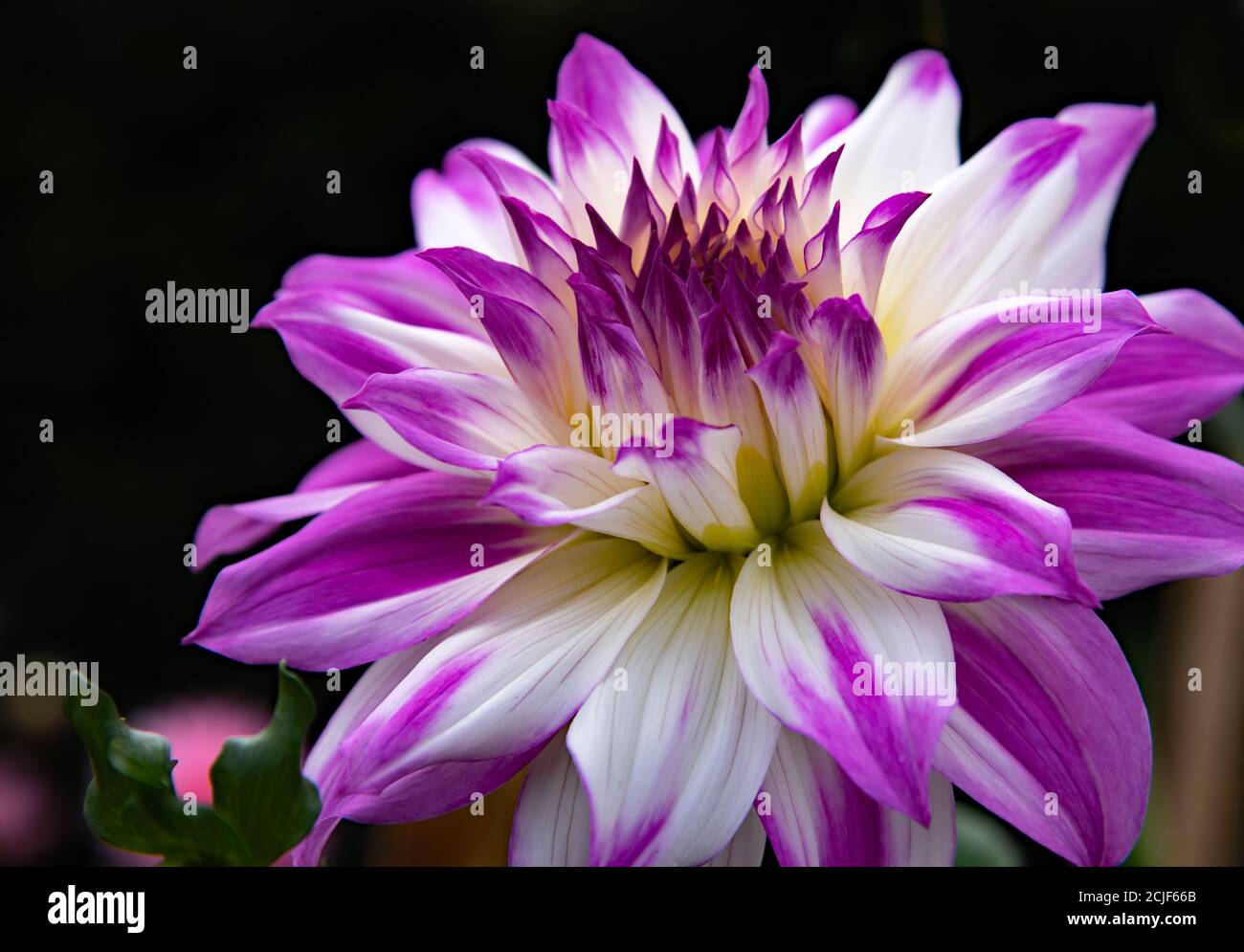 Fiori graziosi Dahlia Ferncliff Illusion - fiori bianchi con punte di petalo delicatamente rosa, fioritura nel giardino Foto Stock
