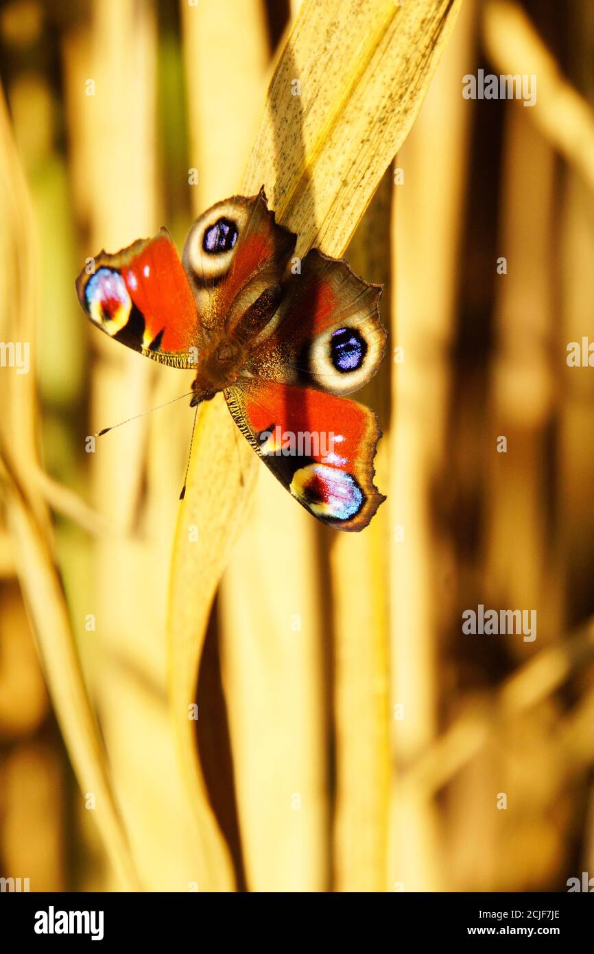 Farfalla europea pavone su foglie di bambù secco in colori vivaci. Foto Stock