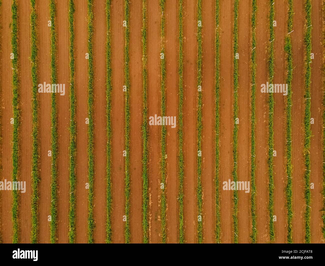 Filari di viti con foglie verdi, direttamente dall'alto Foto Stock