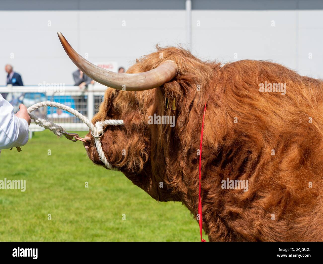 Highland Cattle Bull nell'anello dello spettacolo Foto Stock