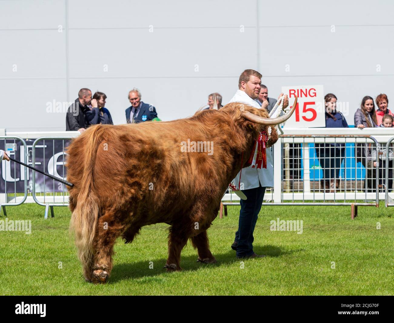 Highland Cattle Bull nell'anello dello spettacolo Foto Stock