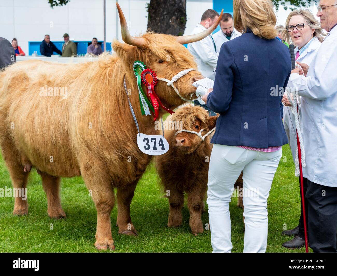 Highland Cow e vitello allo spettacolo Foto Stock