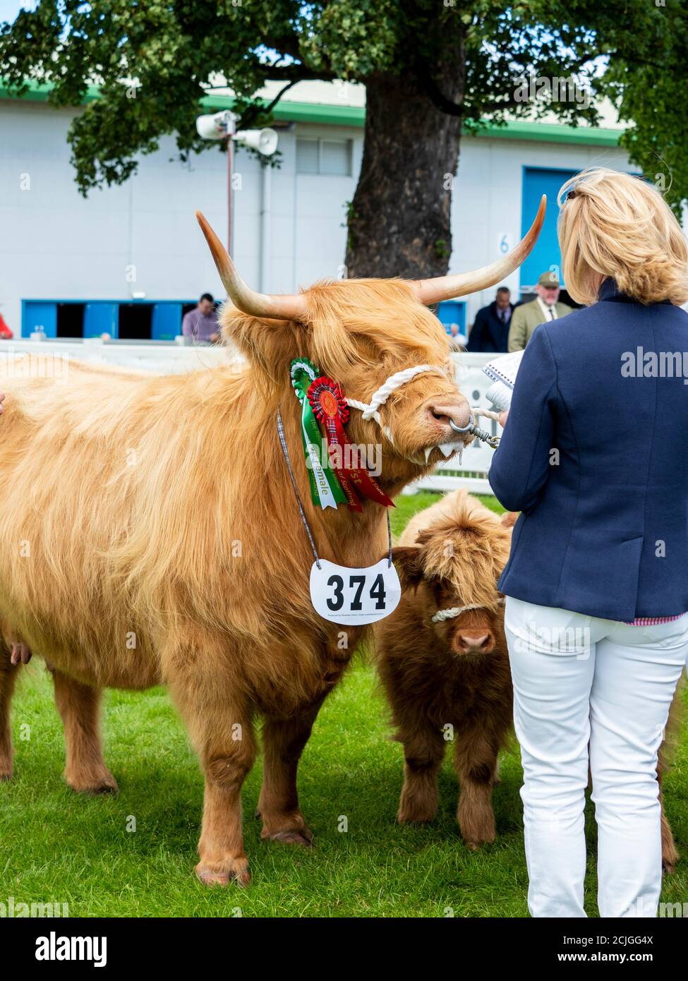 Highland Cow e vitello allo spettacolo Foto Stock
