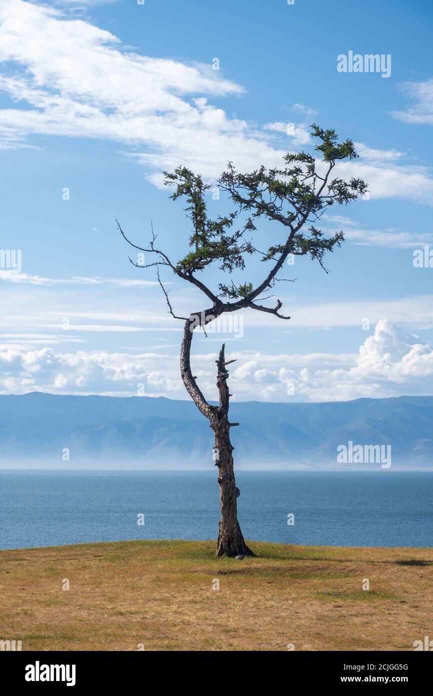 Un albero solitario di forma bizzarra sullo sfondo del cielo e del lago. Larice reliquico sulle rive del lago Baikal, Russia. Prendersi cura della natura. Foto Stock