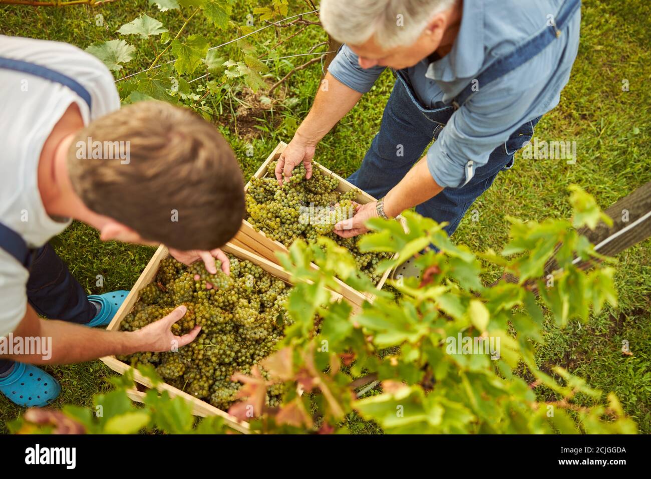 Padre e figlio mettono in scatole le uve appena raccolte Foto Stock