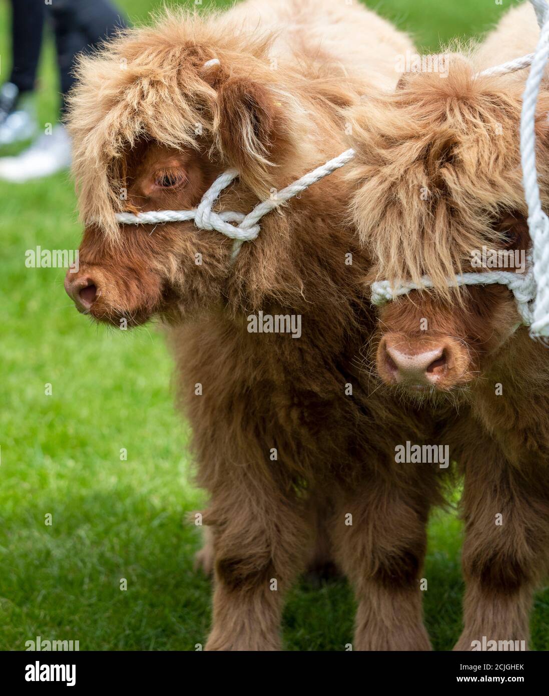Vitelli di bestiame delle Highland Foto Stock