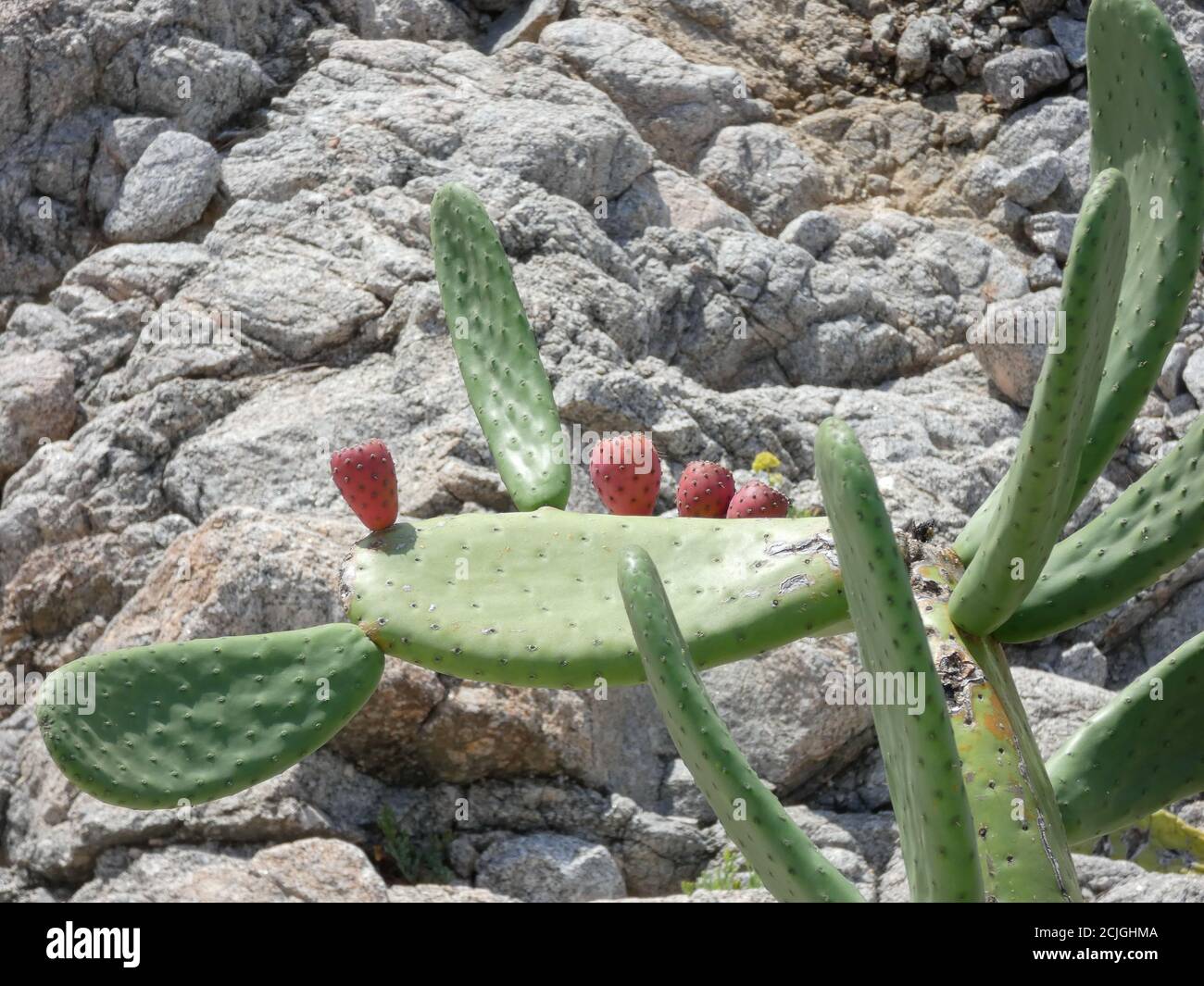 Pera di prugne, frutto dolce che cresce su un cactus pieno di spine e la pelle del frutto anche piena di spine e punte. Questo frutto cresce in tropicale Foto Stock