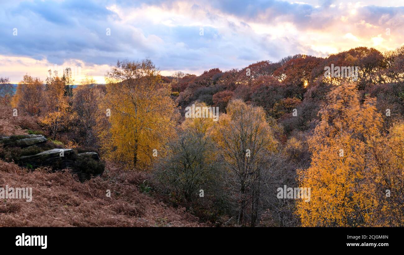 Colori autunnali, valle paesaggistica boschiva rurale, alberi su ripide colline, foglie colorate e cielo tramonto - Shipley Glen, West Yorkshire, Inghilterra, Regno Unito. Foto Stock