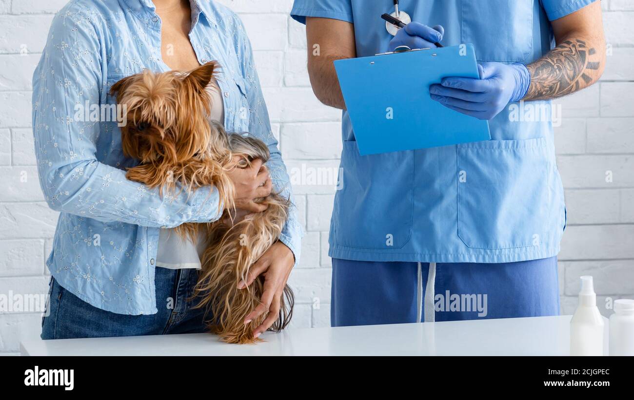 Closeup di doc veterinario che scrive la prescrizione per il cane piccolo in ospedale animale Foto Stock