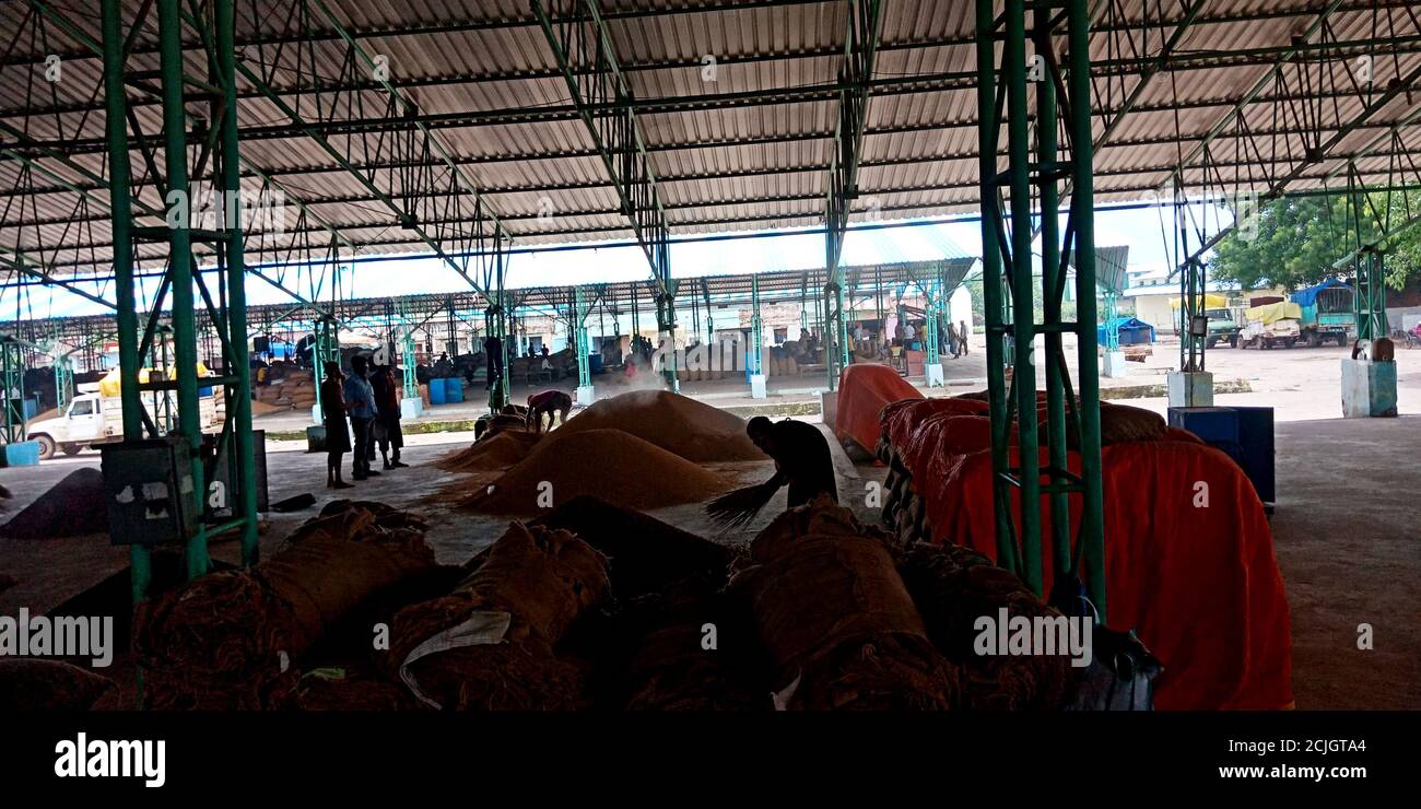 DISTRETTO KATNI, INDIA - 04 AGOSTO 2019: Coltivatore indiano di villaggio che lavora all'agricoltura galla mandi in corporotion alimentare dell'india. Foto Stock