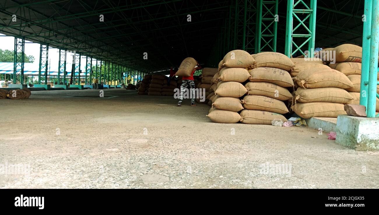 DISTRETTO KATNI, INDIA - 04 AGOSTO 2019: Coltivatore indiano di villaggio che lavora all'agricoltura galla mandi in corporotion alimentare dell'india. Foto Stock