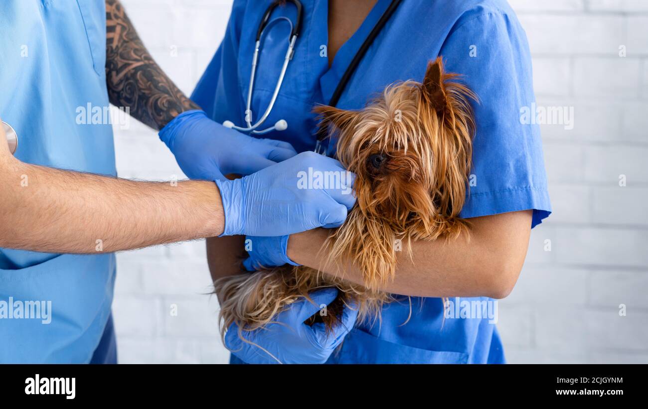 Vet medici che lavorano con il piccolo cane in clinica animale, primo piano Foto Stock