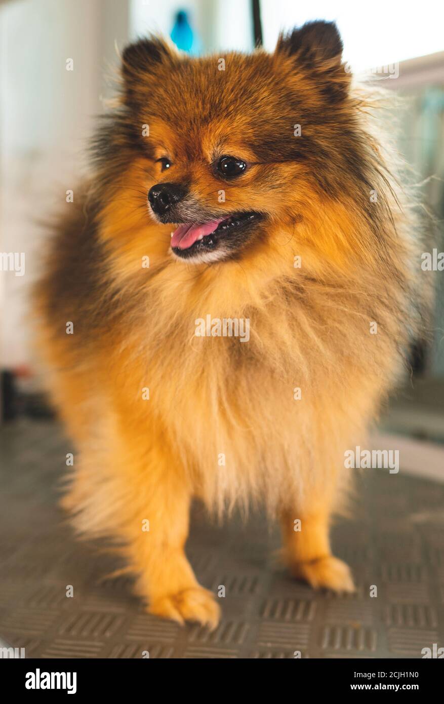 Ritratto del cane di Pomerania in salone di cura. Foto Stock
