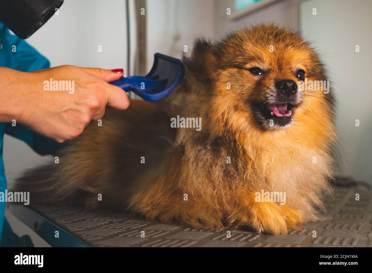 Spazzolando il cane pomeranian in salone di cura. Foto Stock