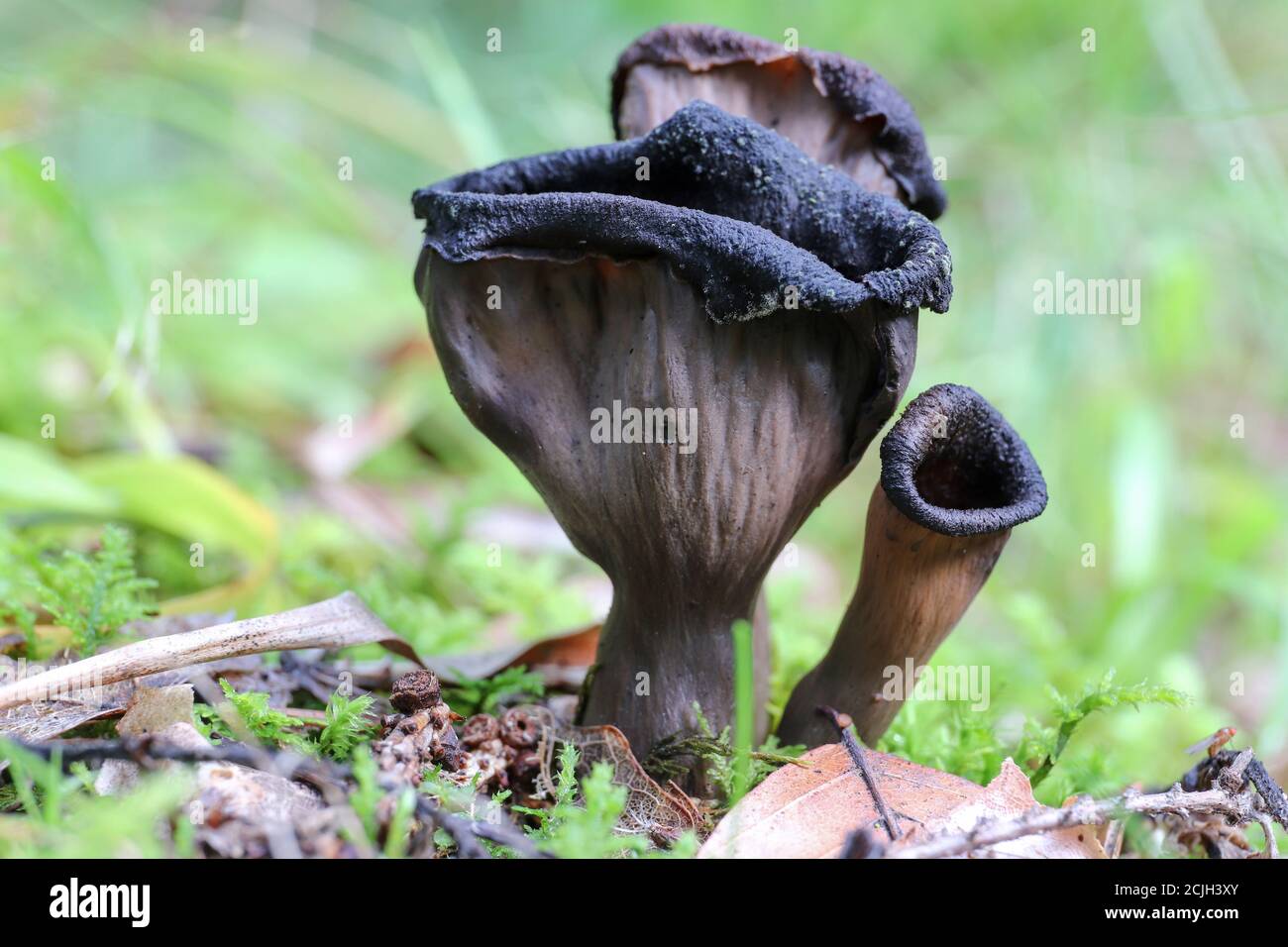 Dettaglio del corno di abbondanza anche tromba del morto - fungo commestibile Foto Stock