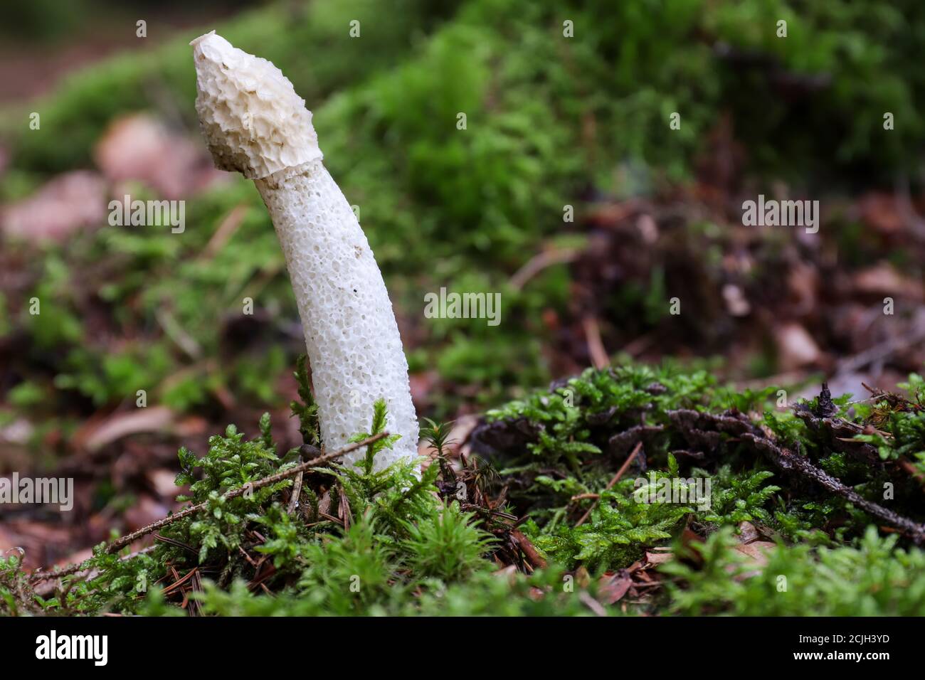 Phallus Impudicus - stinkhorn comune - il fungo non è velenoso, ma si consumano solo funghi molto freschi Foto Stock