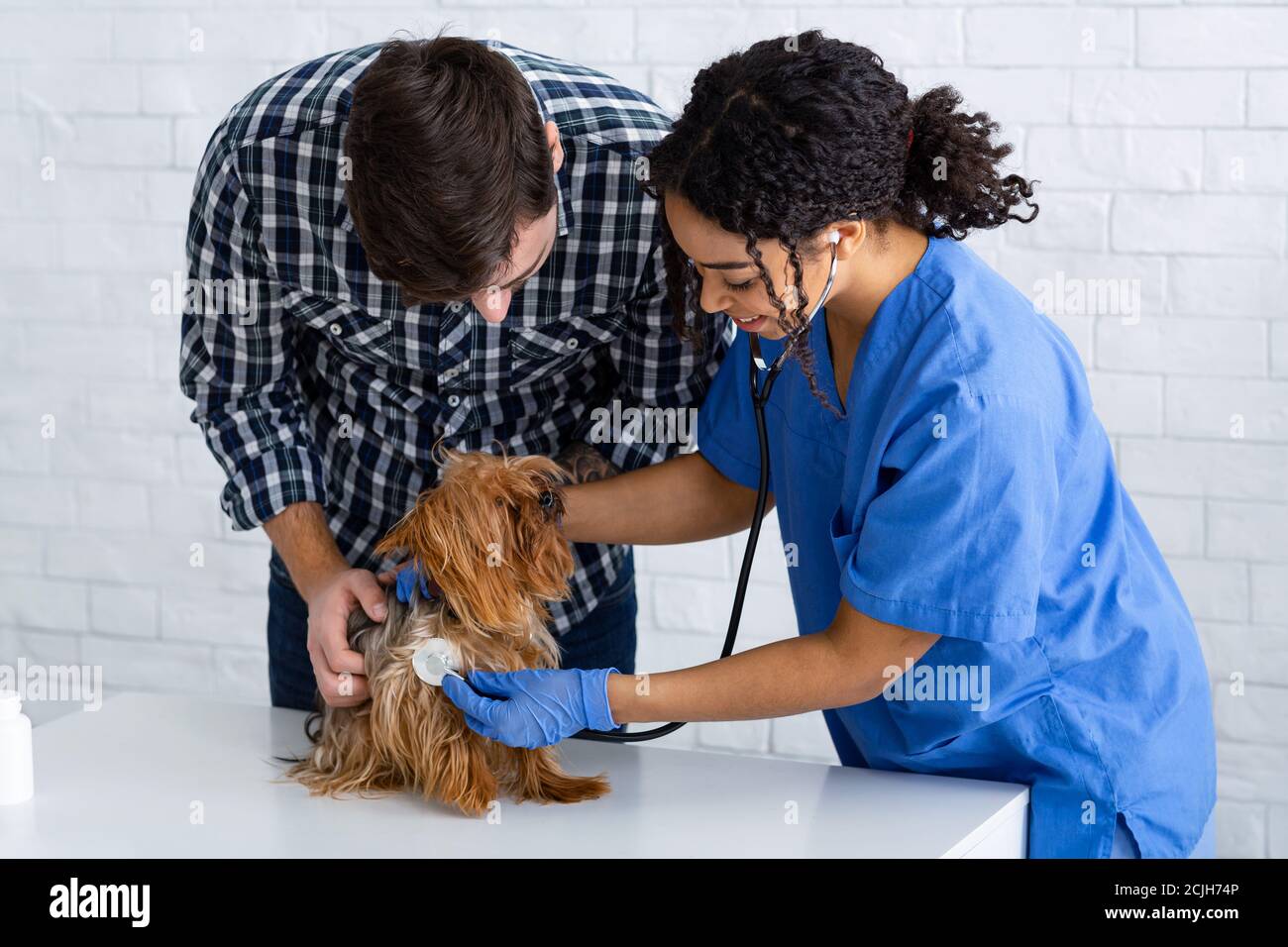 Medico veterinario che controlla il battito cardiaco del terrier dello Yorkshire presso la clinica animale Foto Stock