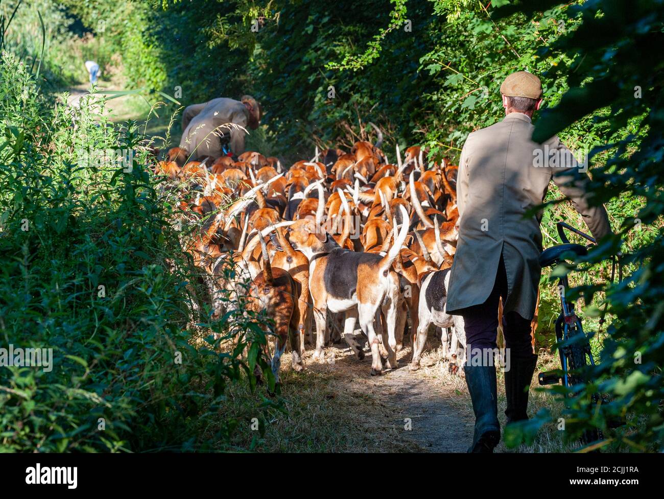 Vale of Belvoir - la caccia al Belvoir Foxhounds presto esercizio di hound di mattina Foto Stock
