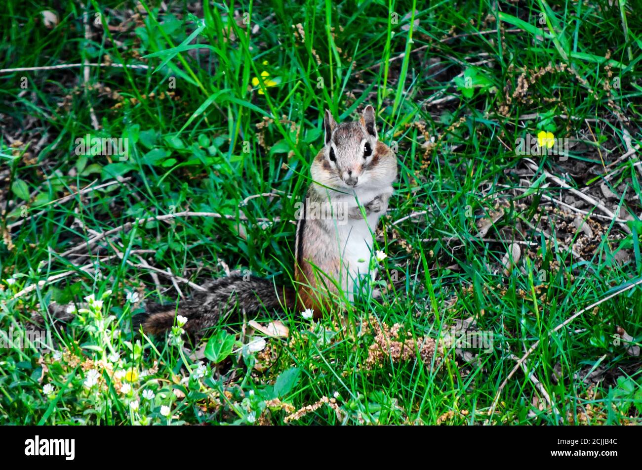 Chipmunk seduto e guardarti con grandi guance chubby (molto adorabile) Foto Stock