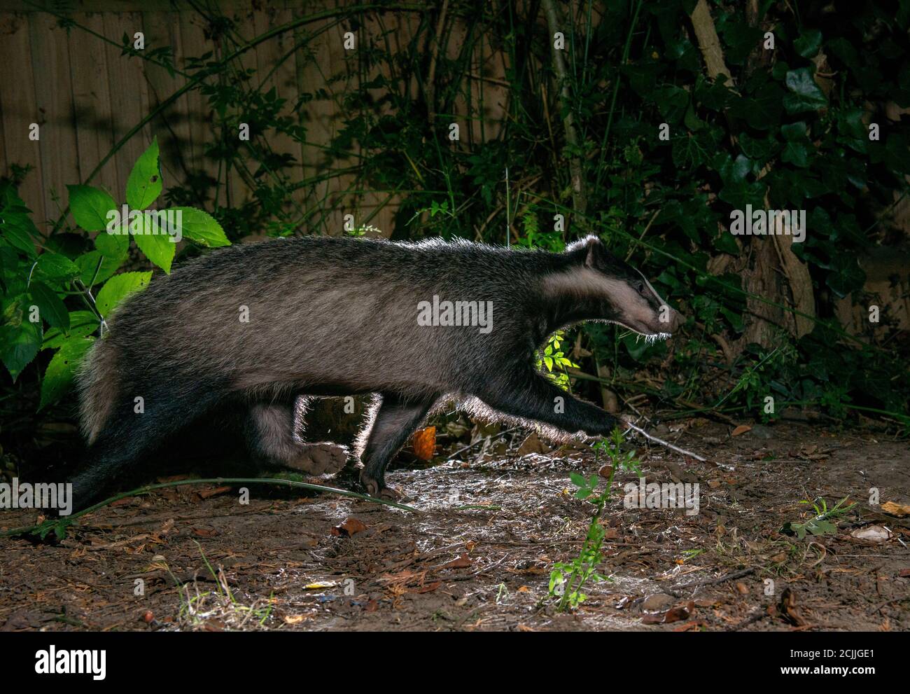 Badger di notte guardando avanti correre, con riflight Foto Stock
