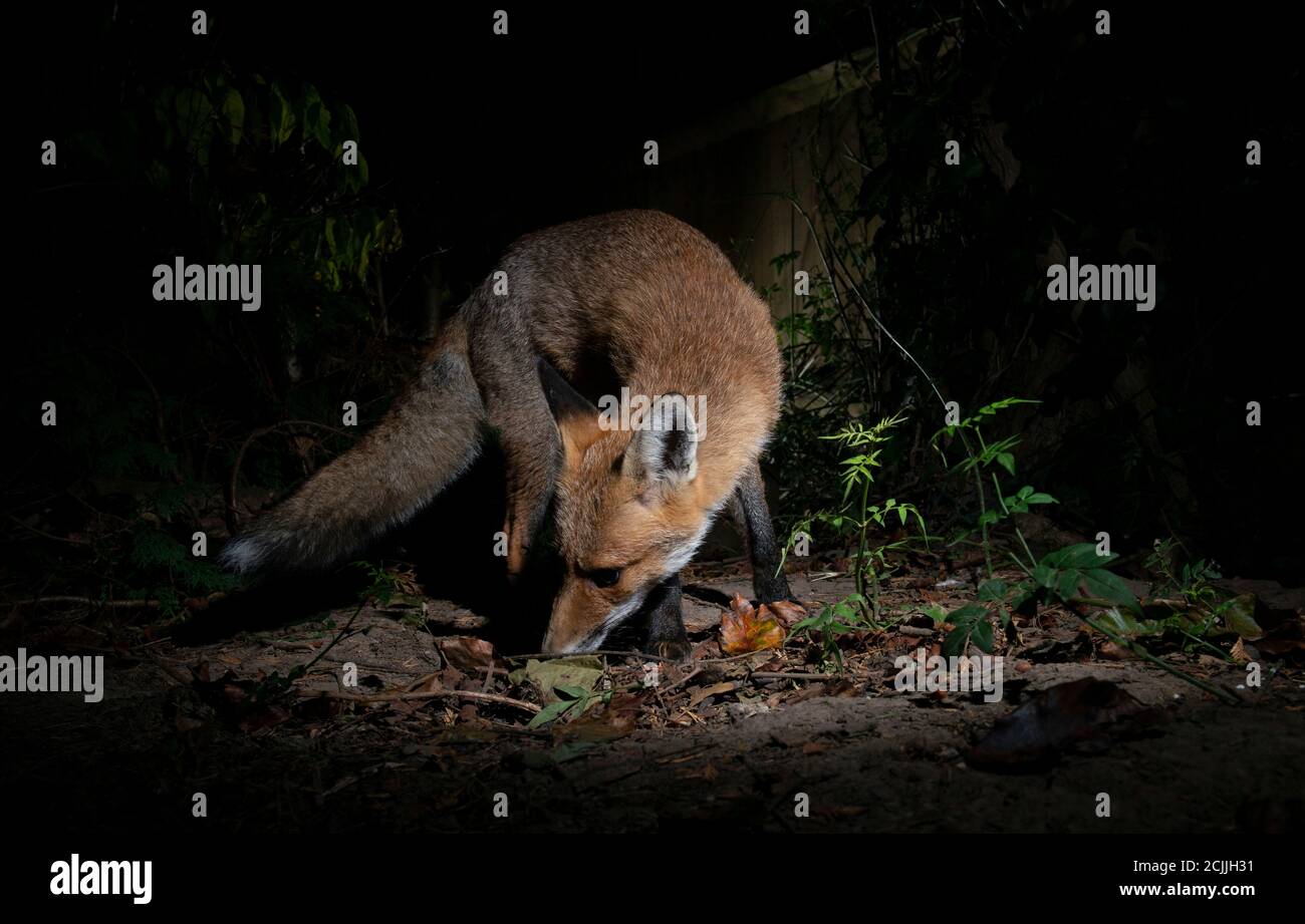 Volpe di notte, corpo arricciato intorno con bocca aperta mangiare da terra Foto Stock