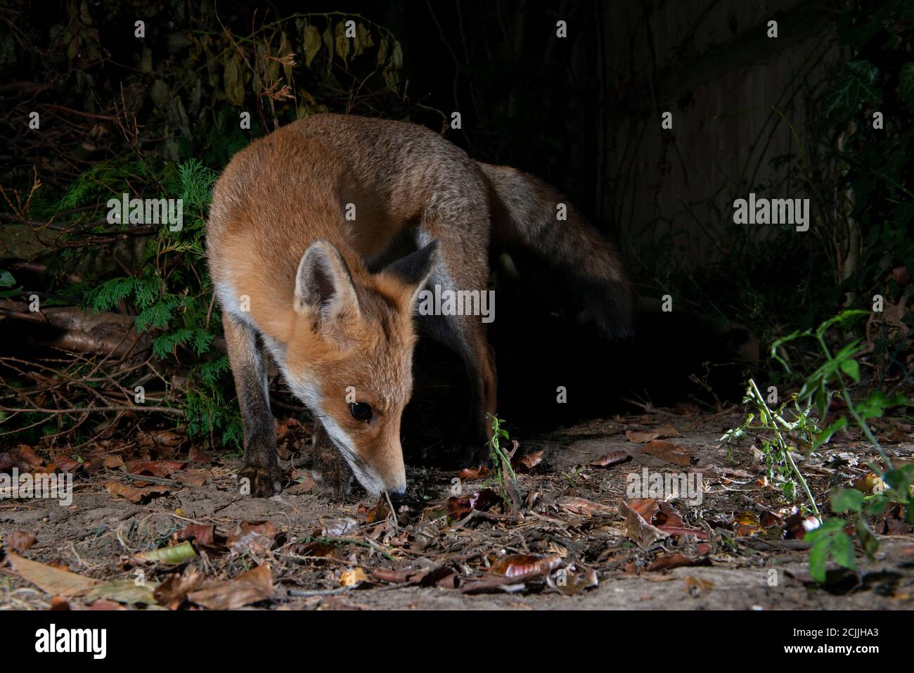 Fox di notte corpo arricciato con testa a terra Foto Stock