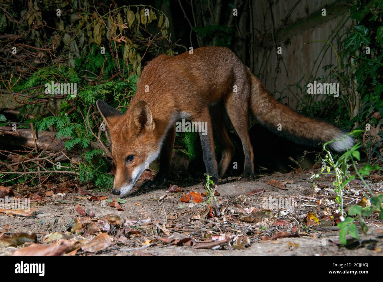 Volpe di notte con occhi testa giù che guardano in su Foto Stock