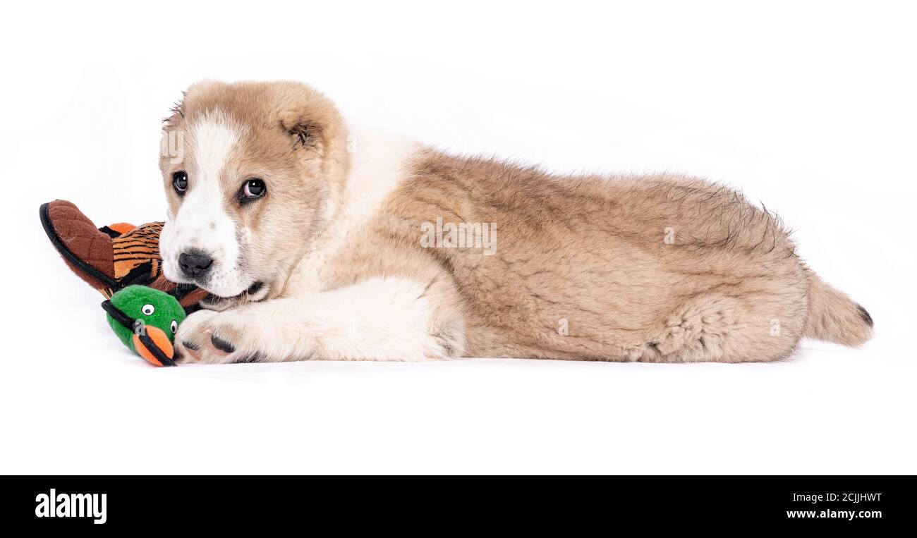 Central Asian Shepherd Dog - cucciolo con un giocattolo bianco sfondo Foto Stock