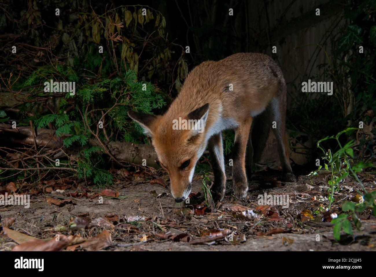 Volpe di notte con testa giù alla ricerca di cibo Foto Stock