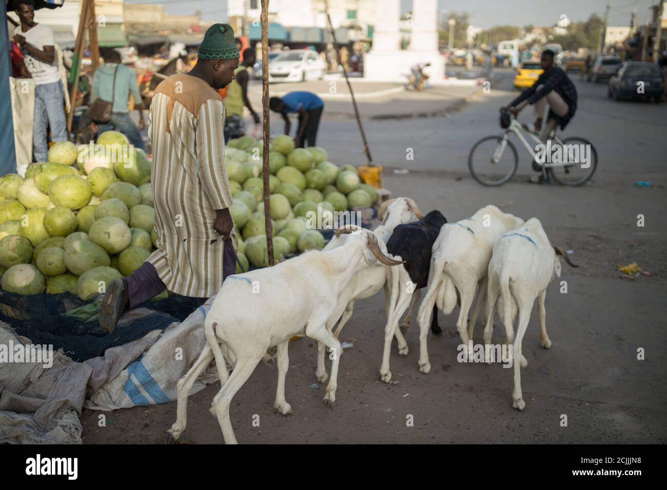 Capre per le strade di San Luigi, Senegal Foto Stock
