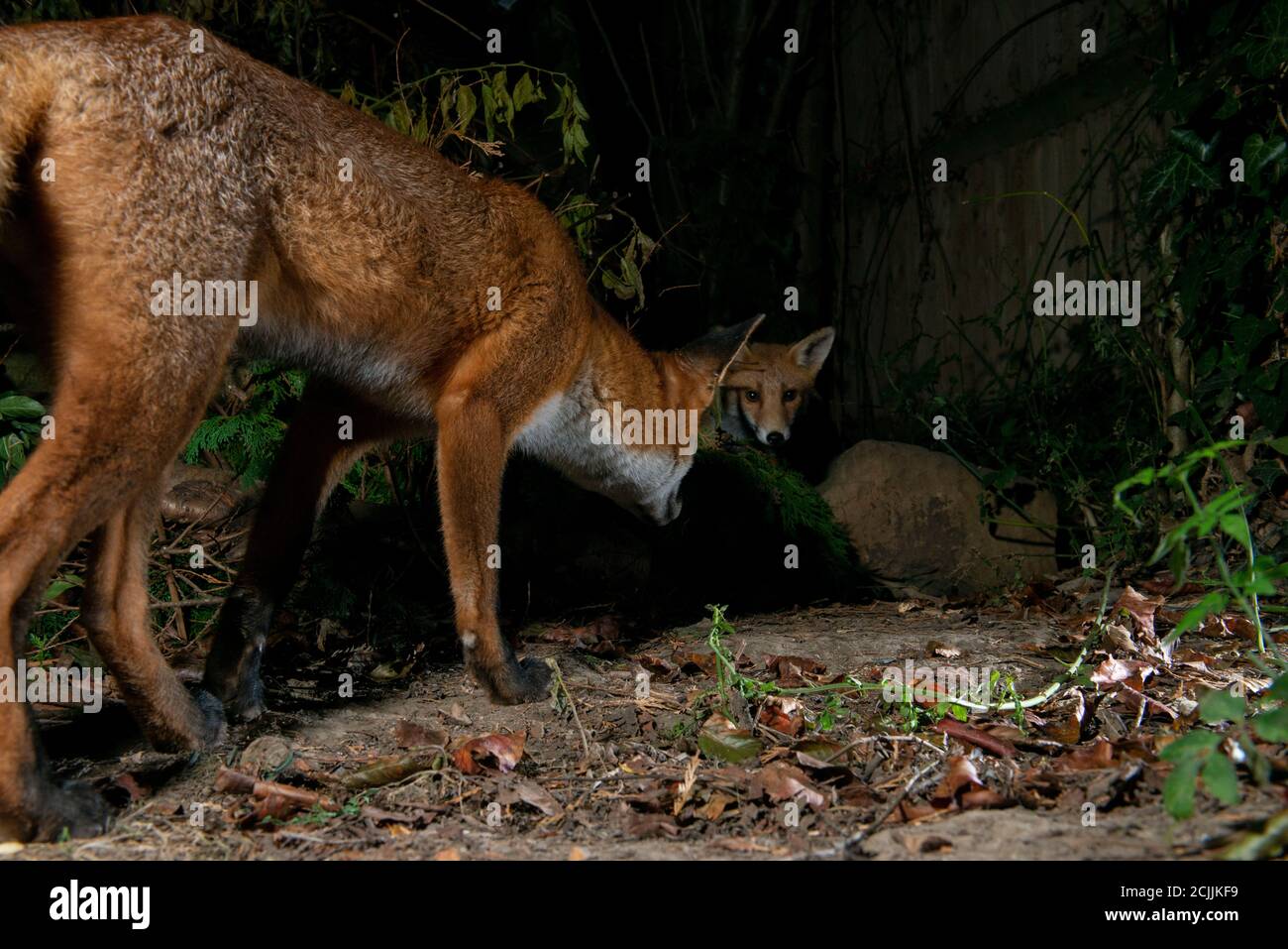 Giovane volpe maschio incontrando un'altra volpe di notte Foto Stock