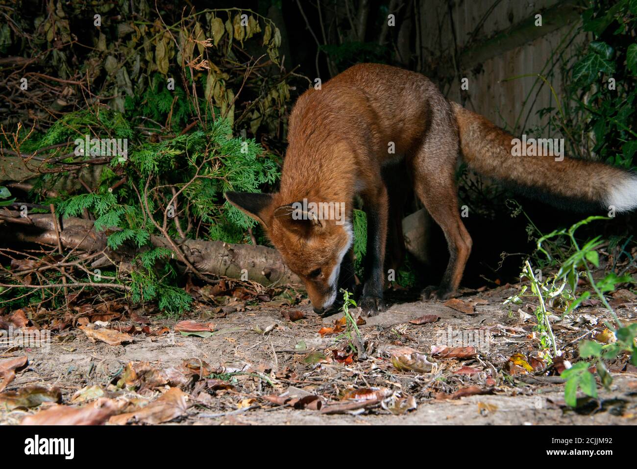 Fox di notte che sniffing il terreno Foto Stock