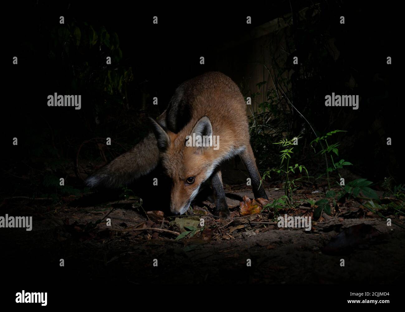 Fox di notte che sniffing il terreno Foto Stock