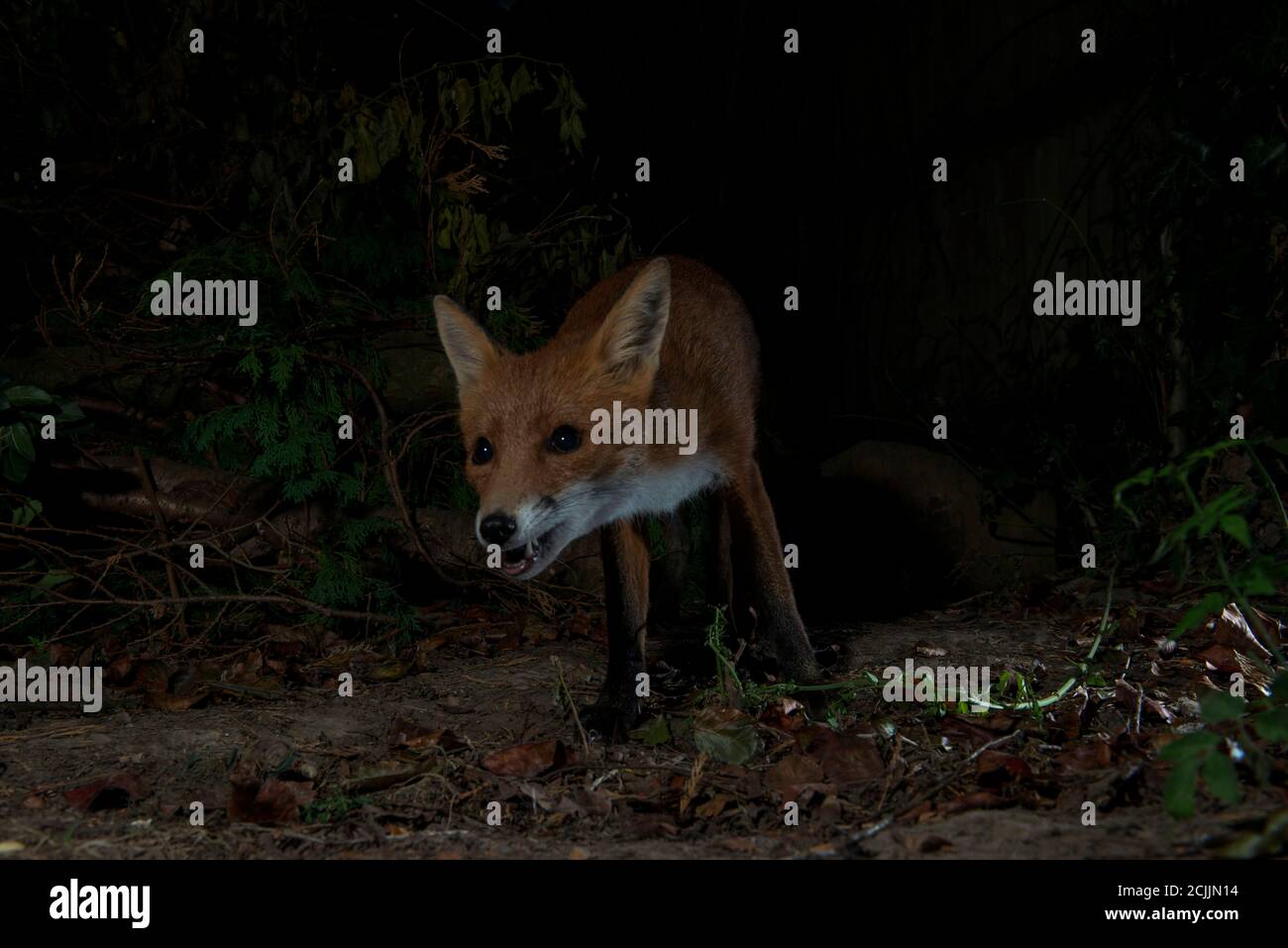 Fox di notte che si inforta in avanti nel buio Foto Stock