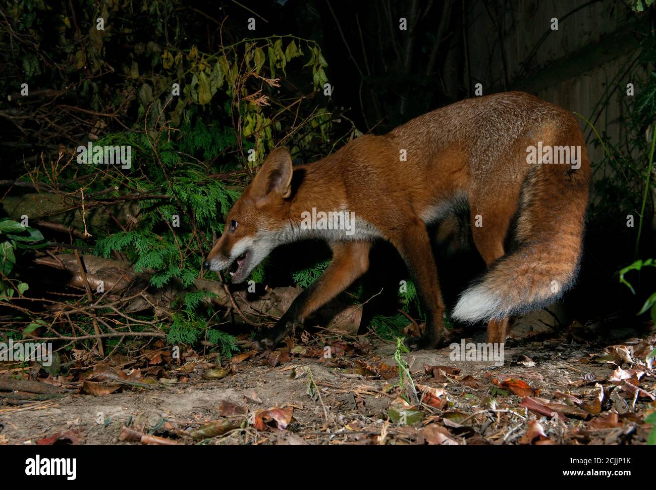 Fox avvertimento fuori un'altra volpe di notte Foto Stock