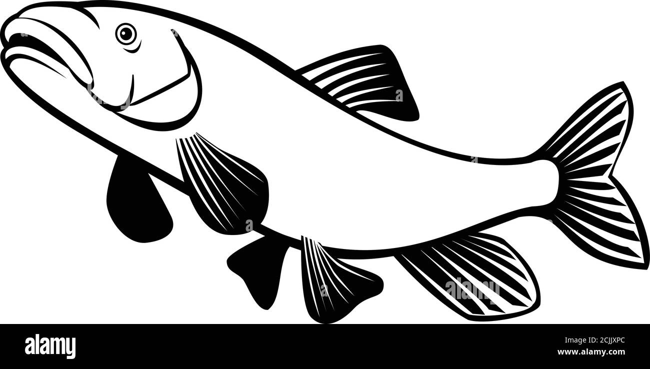 Illustrazione in stile retrò di una ventosa a naso corto, una rara specie di pesci della famiglia Catostomidae, le ventose, originarie dell'Oregon e della California jumpi Illustrazione Vettoriale
