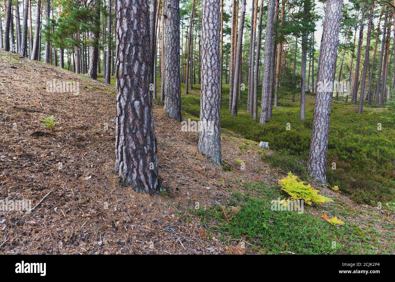 Alberi di pino all'inizio dell'autunno nella foresta Foto Stock