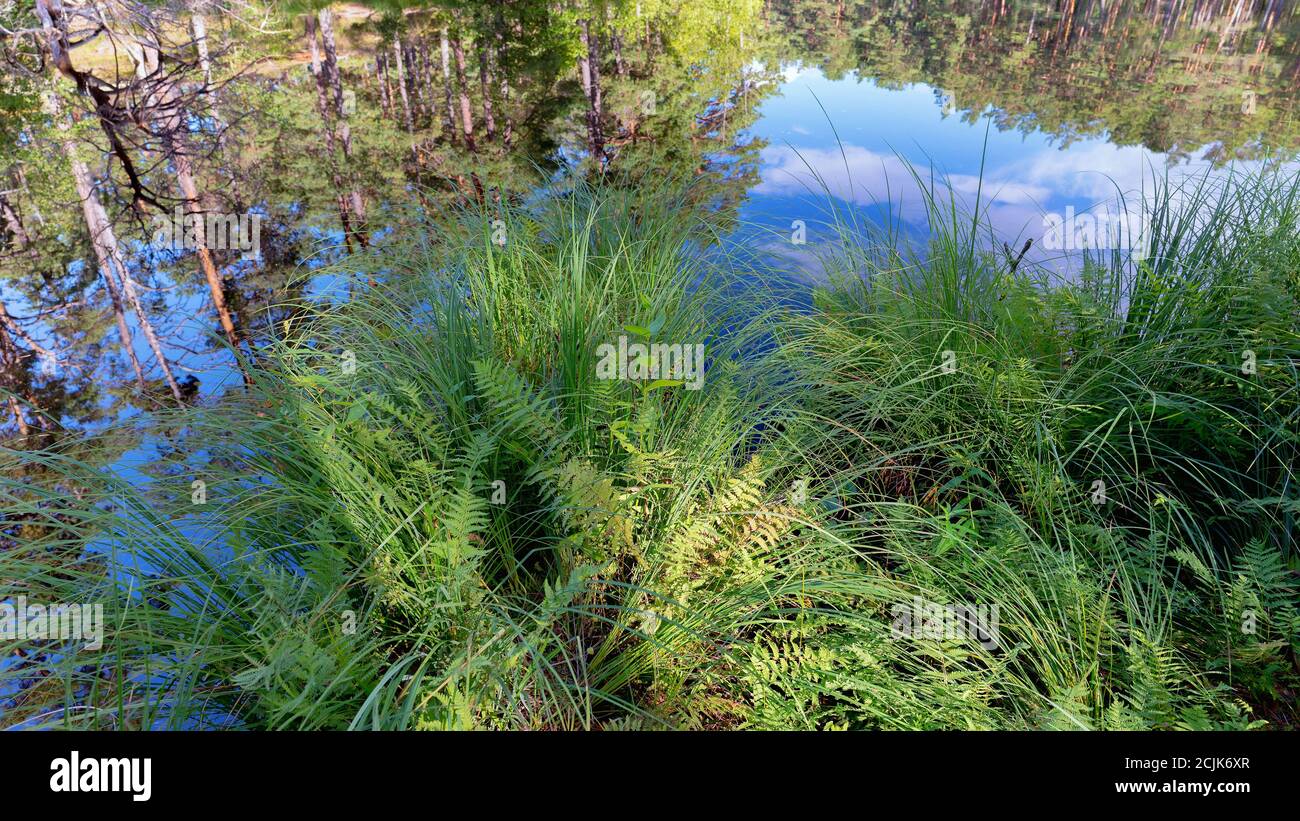 Erba verde sulla riva di un lago forestale Foto Stock