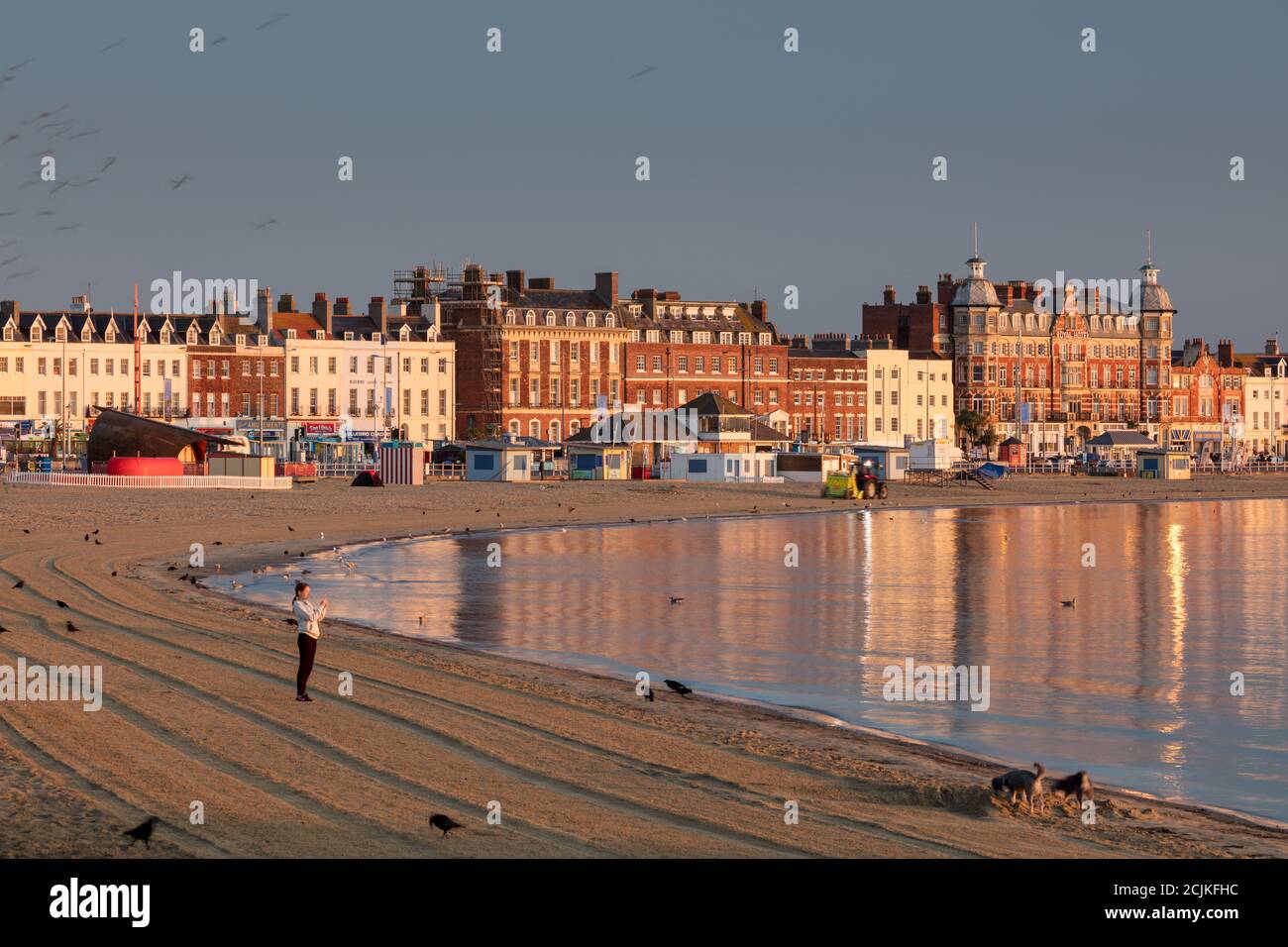 Un cane camminatore che si ferma per scattare una foto a Weymouth Beach all'alba, Jurassic Coast, Dorset, Inghilterra, Regno Unito Foto Stock