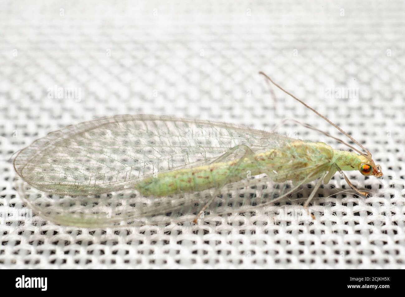 un'ala verde appoggiata su una tenda bianca della finestra. Foto Stock